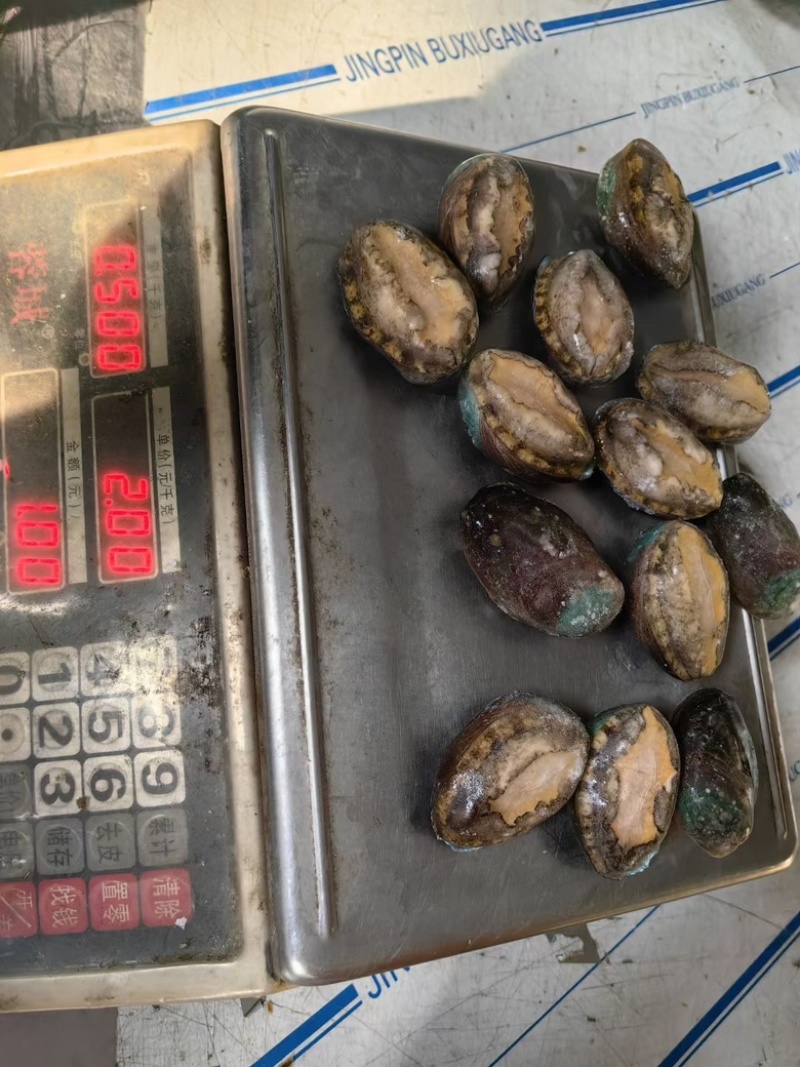 【原壳鲍鱼】鲍鱼带壳活冻新鲜度好自主捞汁小海鲜