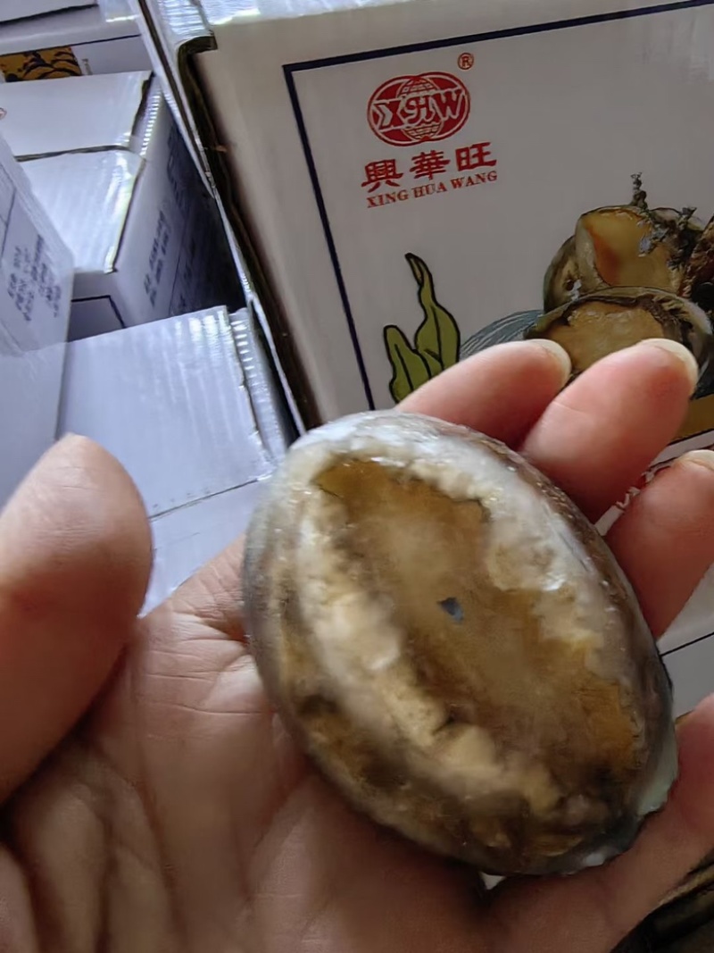 【原壳鲍鱼】鲍鱼带壳活冻新鲜度好自主捞汁小海鲜
