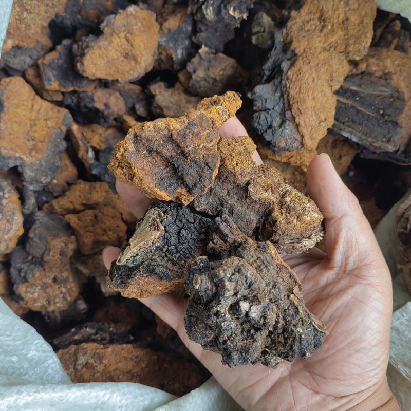东北野生桦树茸桦树黄白桦茸新货