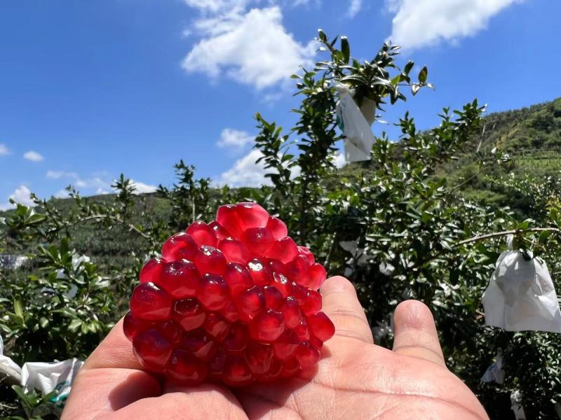 高山突尼斯软籽石榴,果大颗粒饱满,甜润多汁,产地一手货源