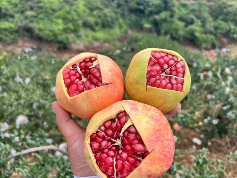 高山突尼斯软籽石榴,果大颗粒饱满,甜润多汁,产地一手货源