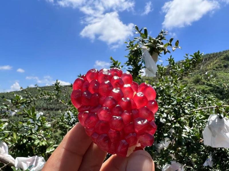 高山突尼斯软籽石榴,果大颗粒饱满,甜润多汁,产地一手货源