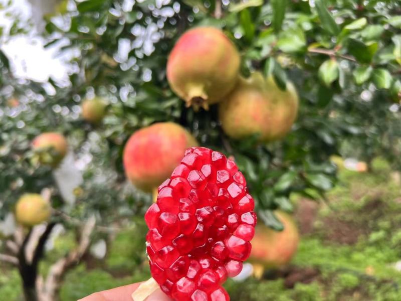 高山突尼斯软籽石榴,果大颗粒饱满,甜润多汁,产地一手货源