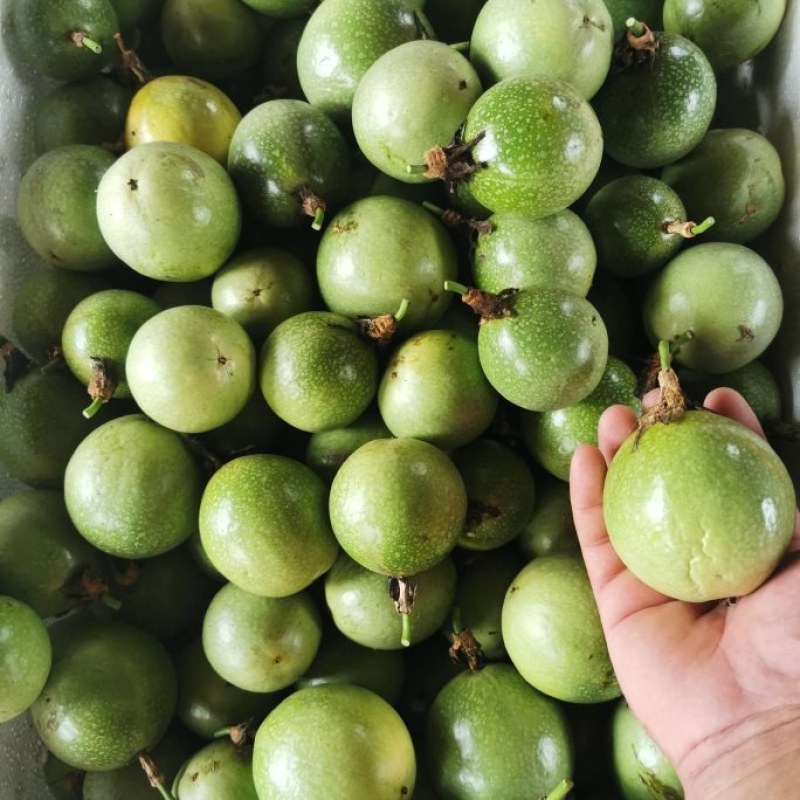 桂林钦蜜9号百香果