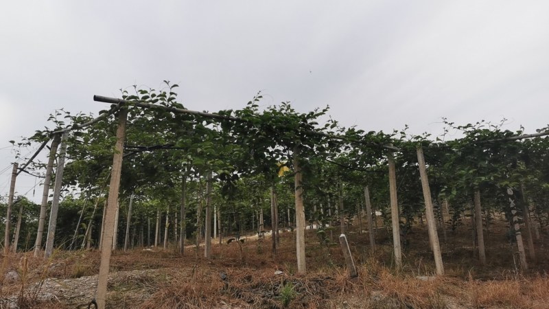 桂林钦蜜9号百香果