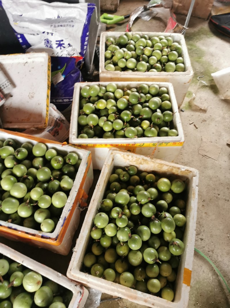 桂林钦蜜9号百香果