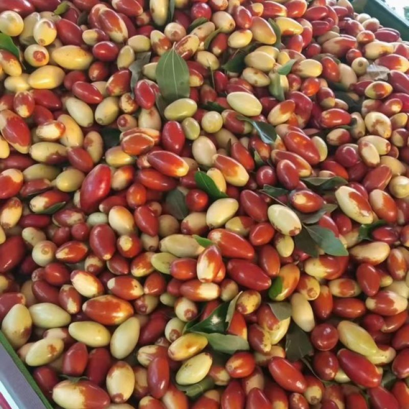 山地马牙枣