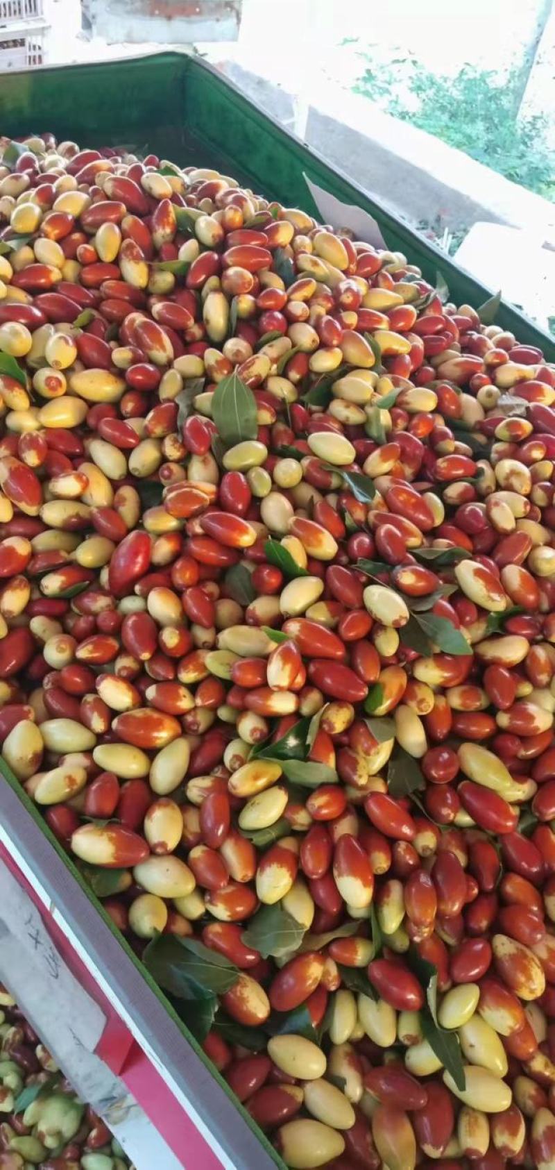 山地马牙枣