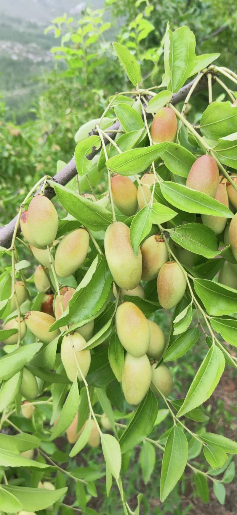 山地马牙枣