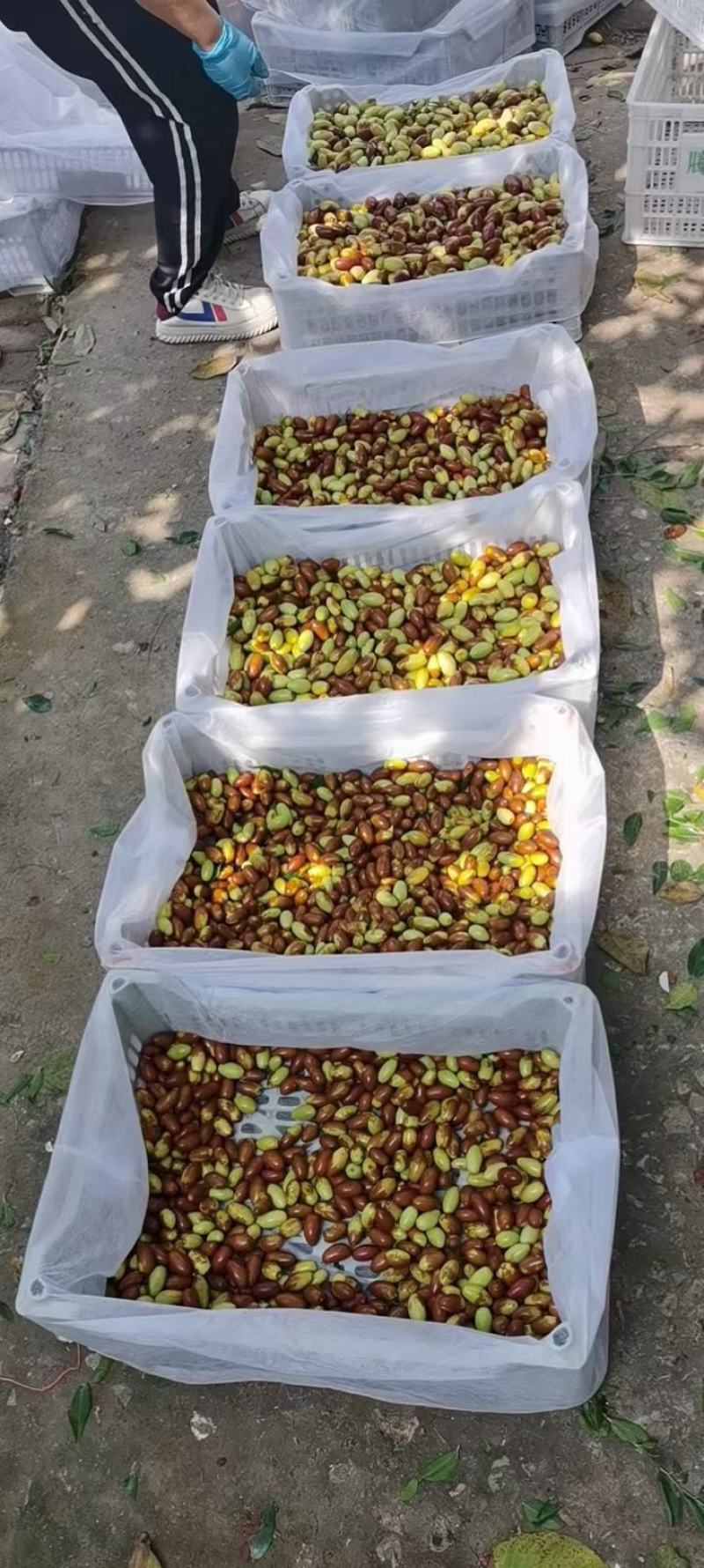 山地马牙枣
