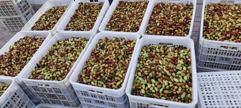 山地马牙枣