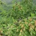 山地马牙枣