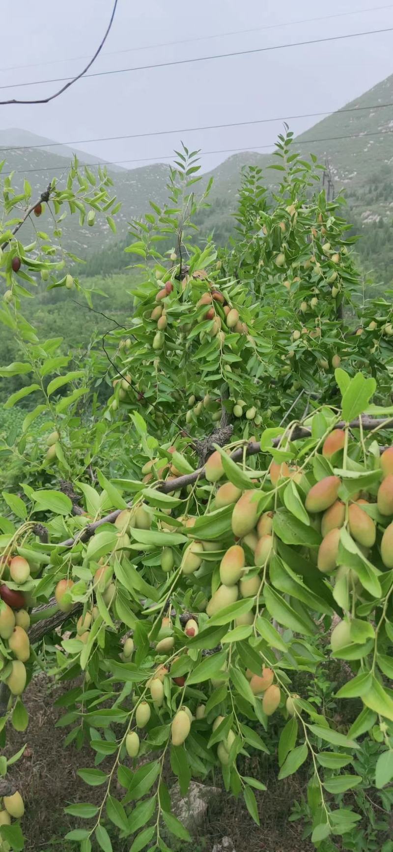 山地马牙枣