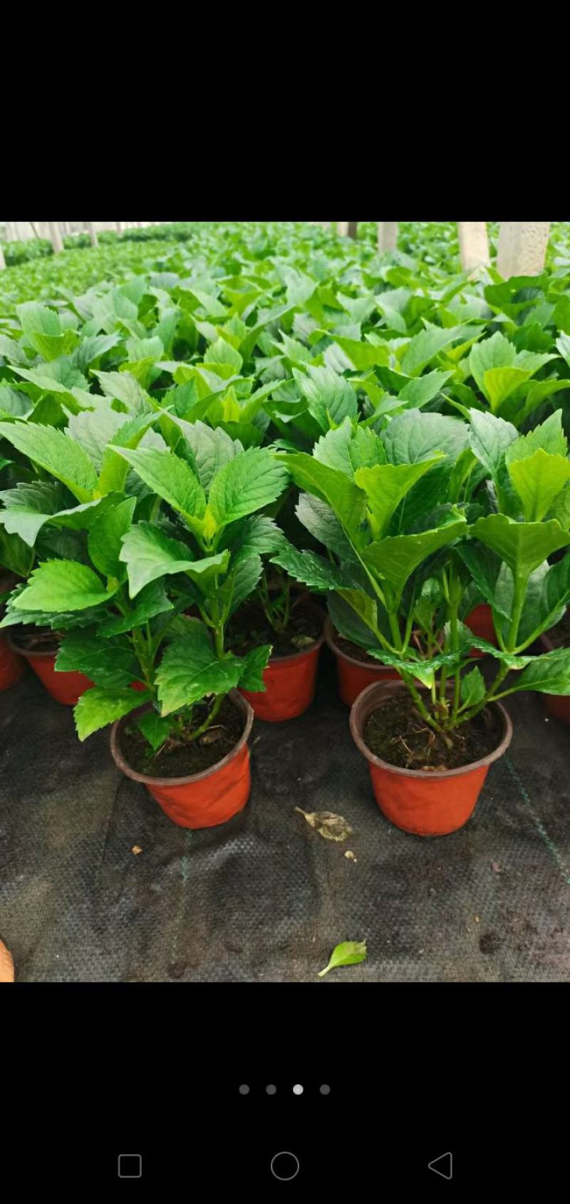 大绣球花苗老桩盆栽带花八仙花无尽夏花卉植物室内花庭院四季