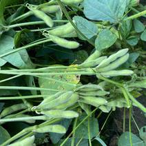 精品高山毛豆，自家种植，今年产300亩，欢迎咨询