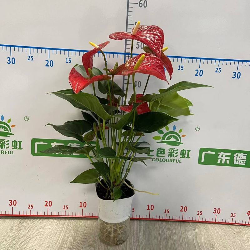 红掌水培红掌室内盆栽净化新鲜空气居家室内室外常备绿植开花