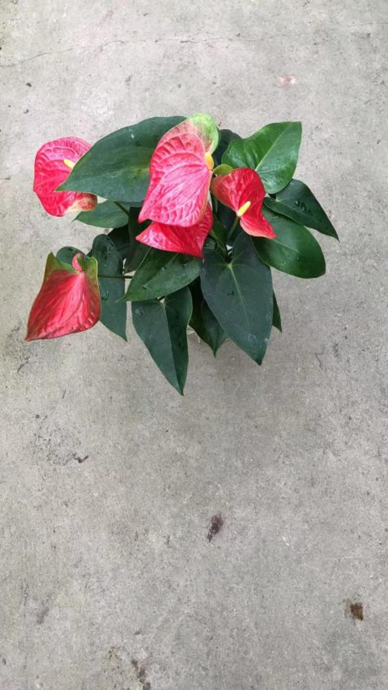 红掌水培红掌室内盆栽净化新鲜空气居家室内室外常备绿植开花