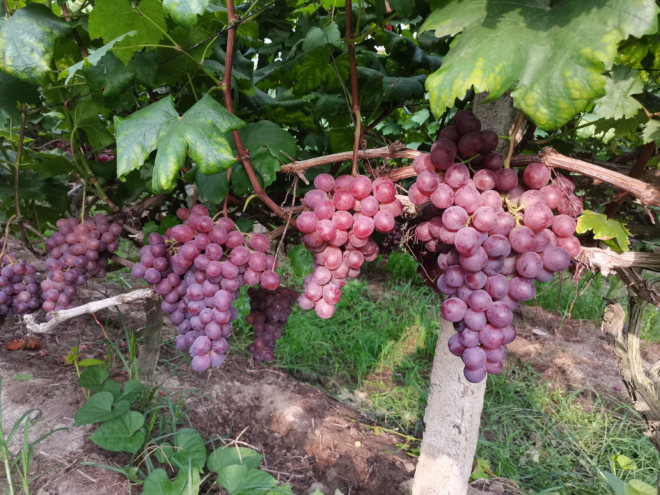 青提与荔枝对比图