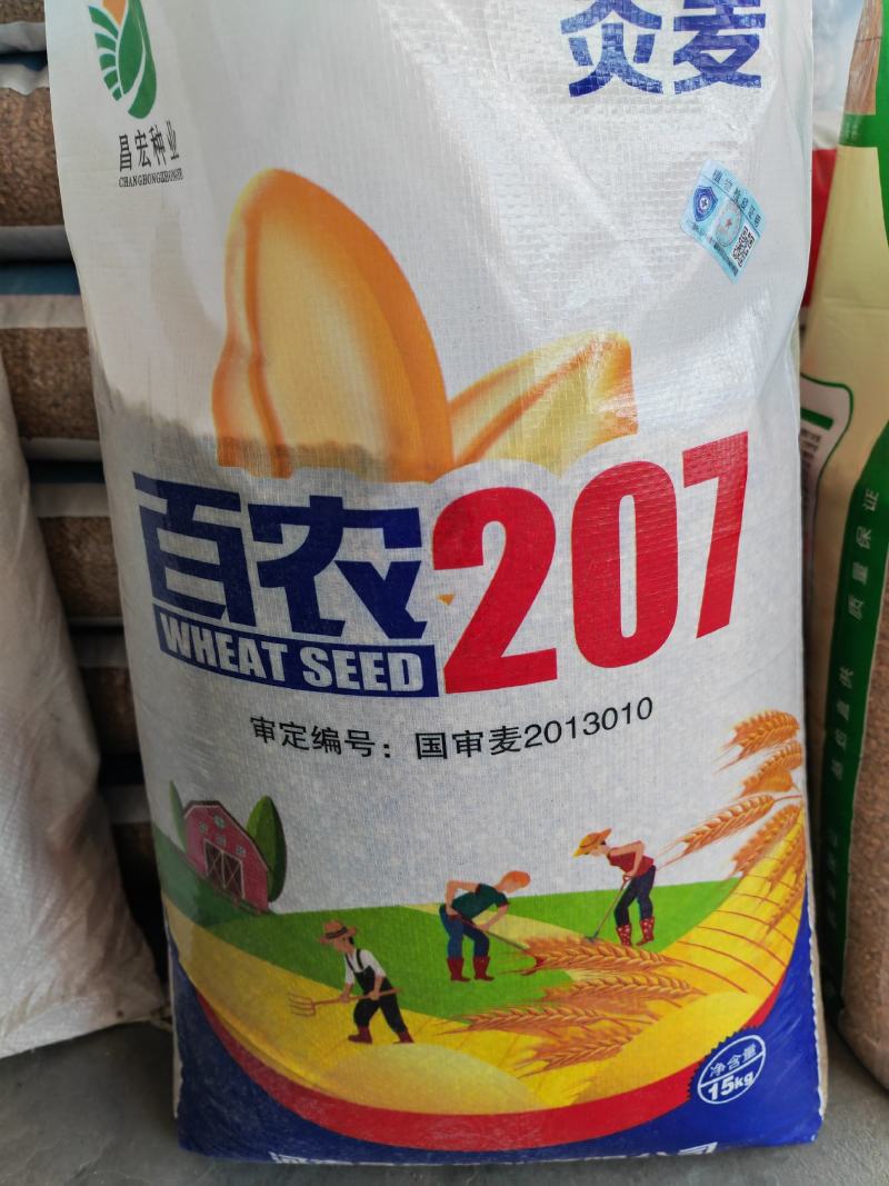 30斤【高品质】百农207小麦种子不包邮！