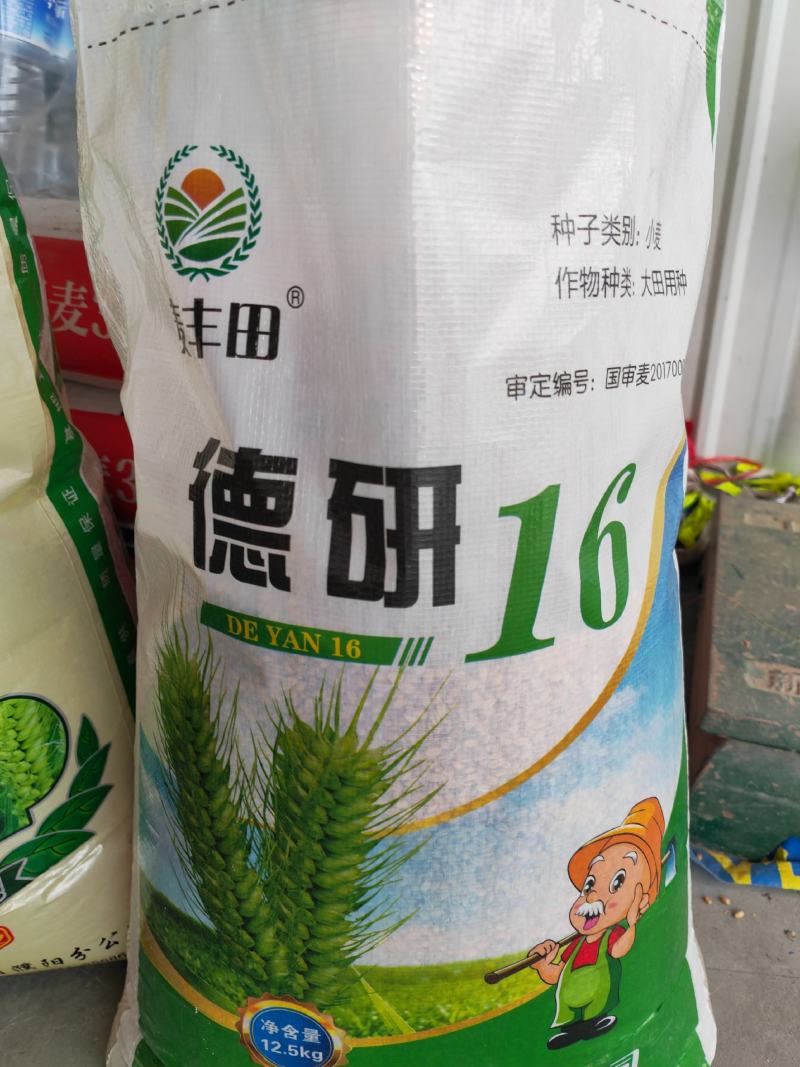 30斤【高品质】百农207小麦种子不包邮！