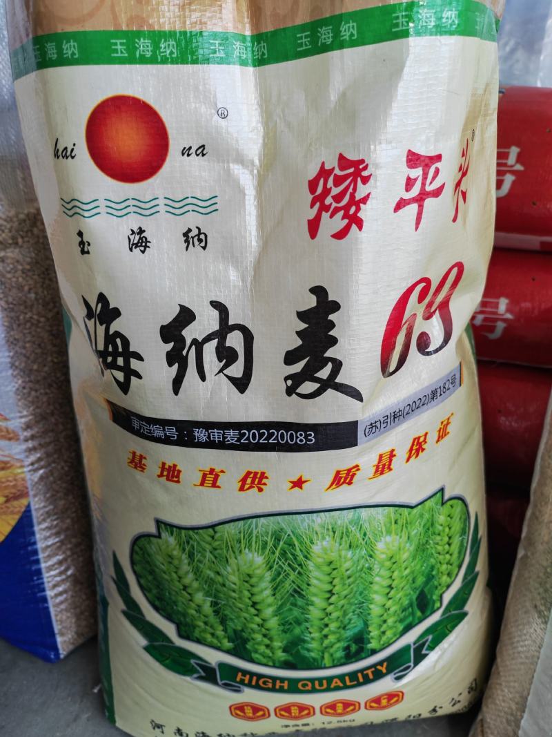 30斤【高品质】百农207小麦种子不包邮！