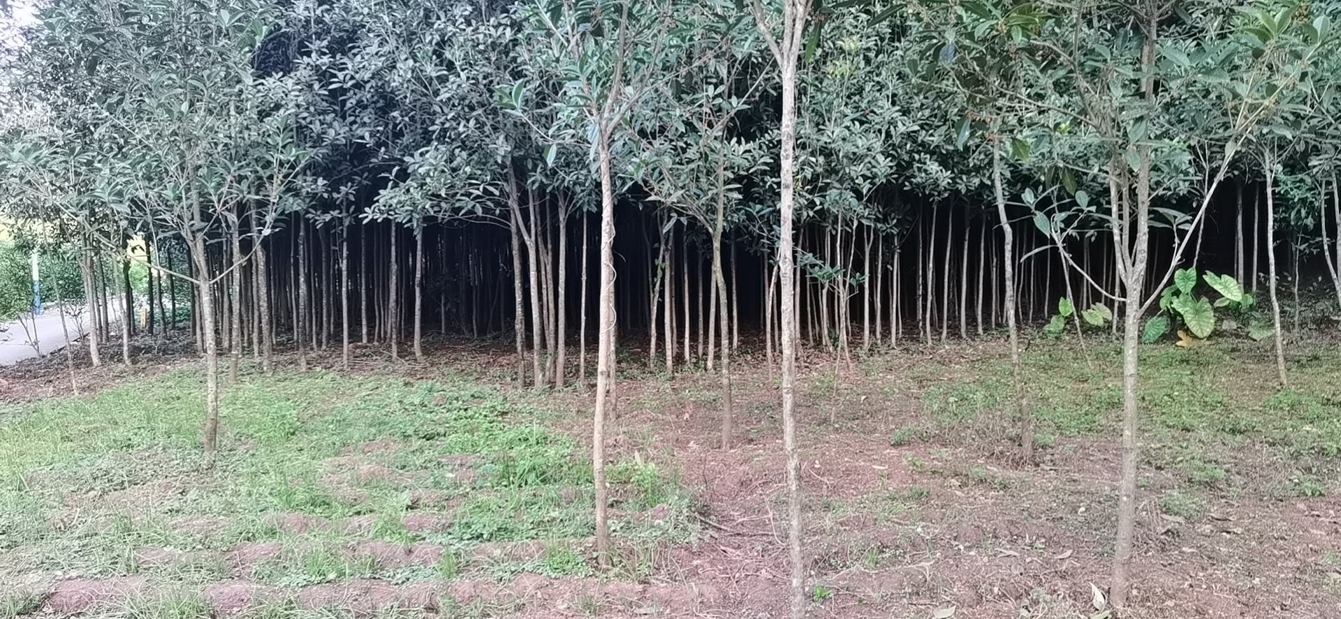 多名农民正在清晨采摘金桂树上的新鲜花朵,使用竹竿轻敲枝条使花朵落入下方铺好的布单中。旁边有编织筐盛放已收集的金黄色桂花,部分工人正在进行摊晾处理,阳光洒在花瓣上显得晶莹剔透。现场背景为丘陵地带的金桂种植园 金桂鲜花采摘与初加工场景