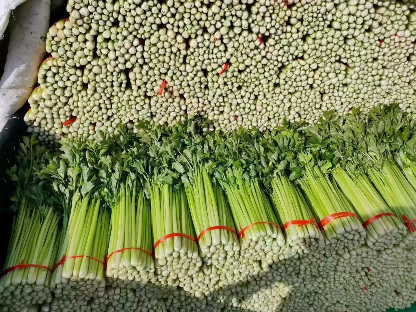 超市生鲜区的西芹陈列在绿色蔬菜区域,旁边有胡萝卜(根茎类)和菠菜(叶菜类)作为对比,标签清晰,突出西芹的分类归属 超市货架上的西芹与其他蔬菜对比