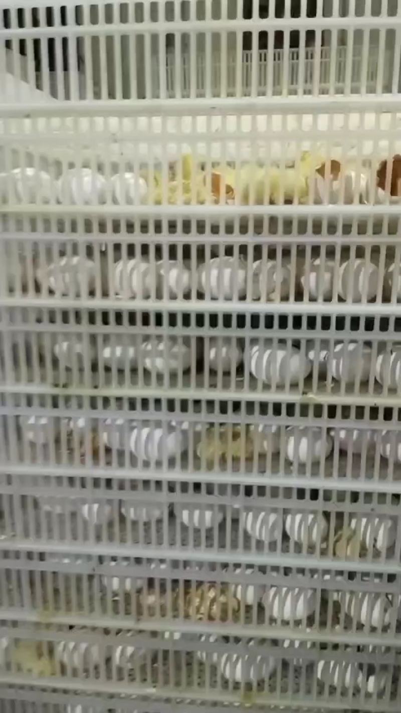 白狮头鹅苗厂家直销常年供应品种纯正免费技术跟踪