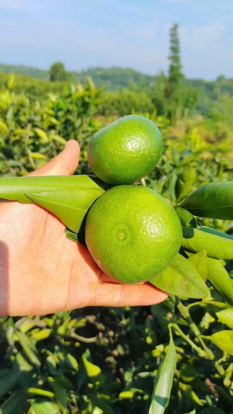 蜜橘上市了，糖度10个以上了