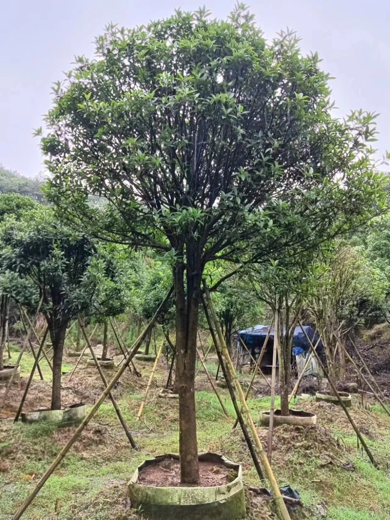 桂花金桂花绿化工程苗木花卉基地种植