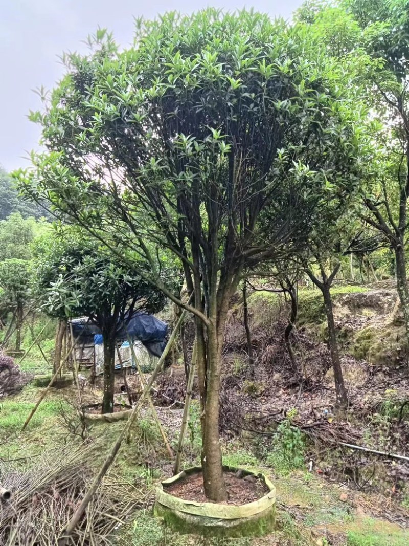 桂花金桂花绿化工程苗木花卉基地种植