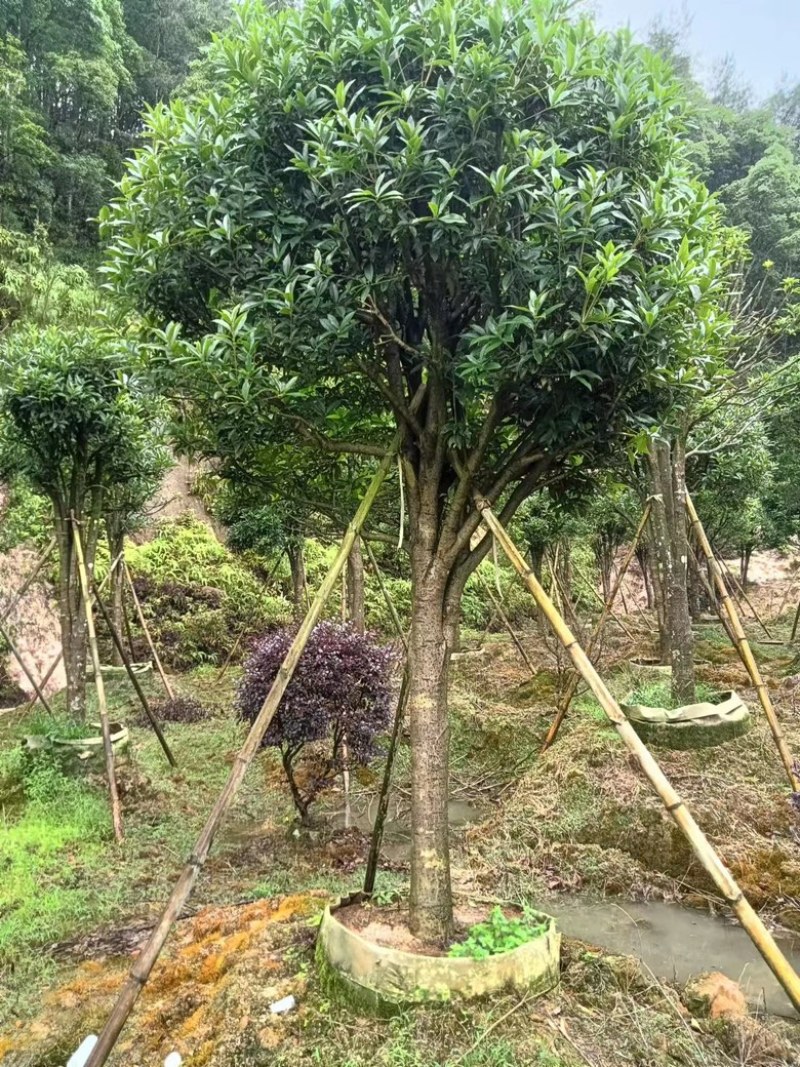 桂花金桂花绿化工程苗木花卉基地种植