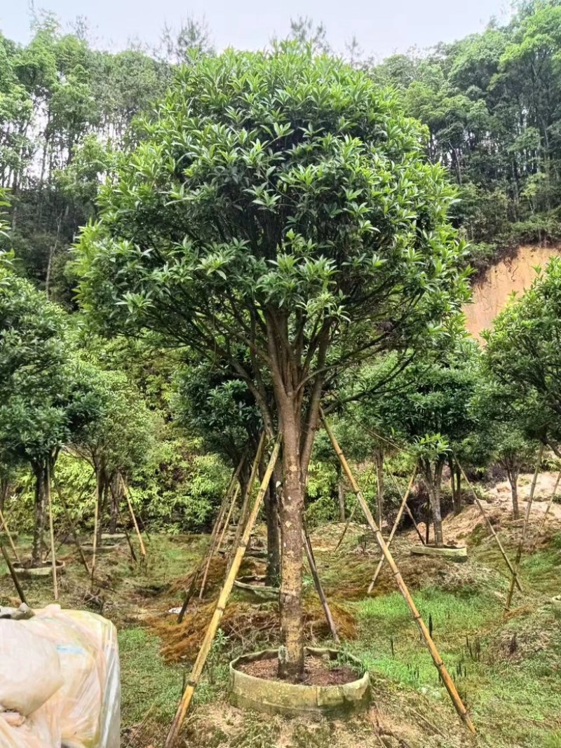 桂花金桂花绿化工程苗木花卉基地种植