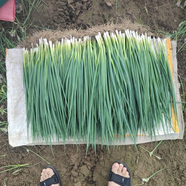 新民产地精品小葱