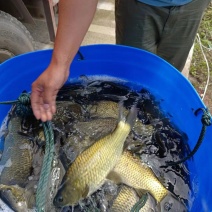 河水黄金鲫