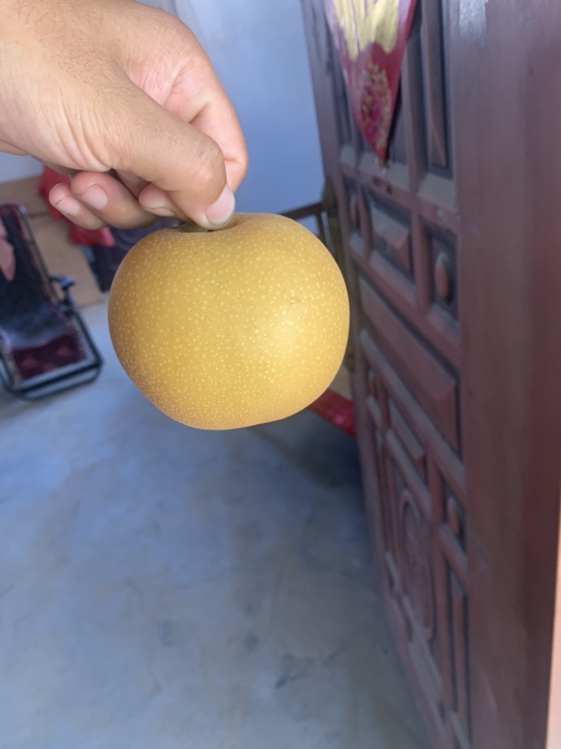 秋月梨一级果，无木栓，果面漂亮，颜色亮，八两起步！