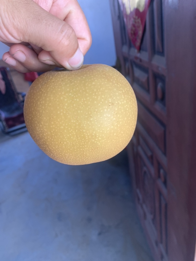 秋月梨一级果，无木栓，果面漂亮，颜色亮，八两起步！