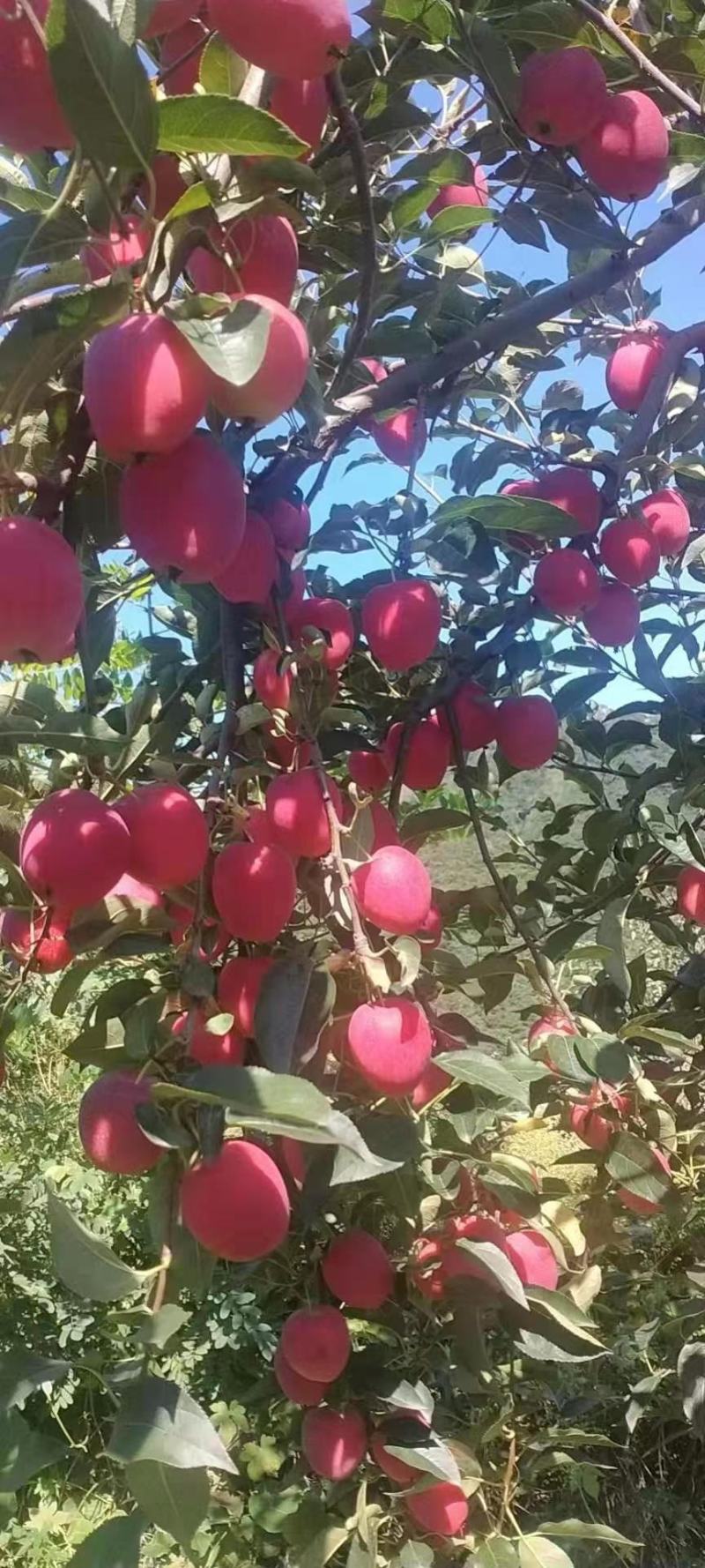 华艳，颜色全红，中型果，嘎啦结束了，这苹果可以上了！