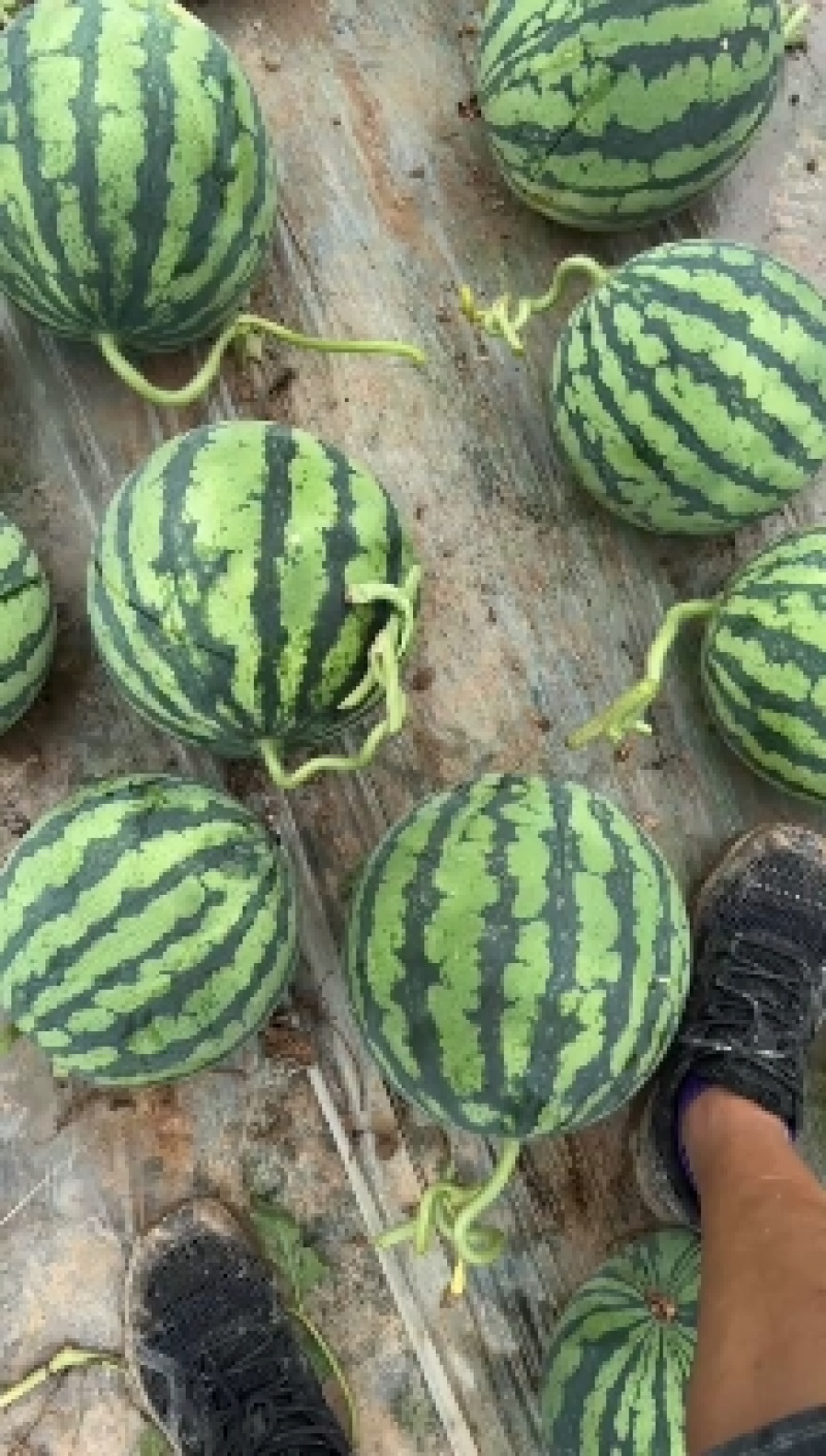 【牛商推荐】广东雷州美都麒麟西瓜，产地直发，货源足口感好