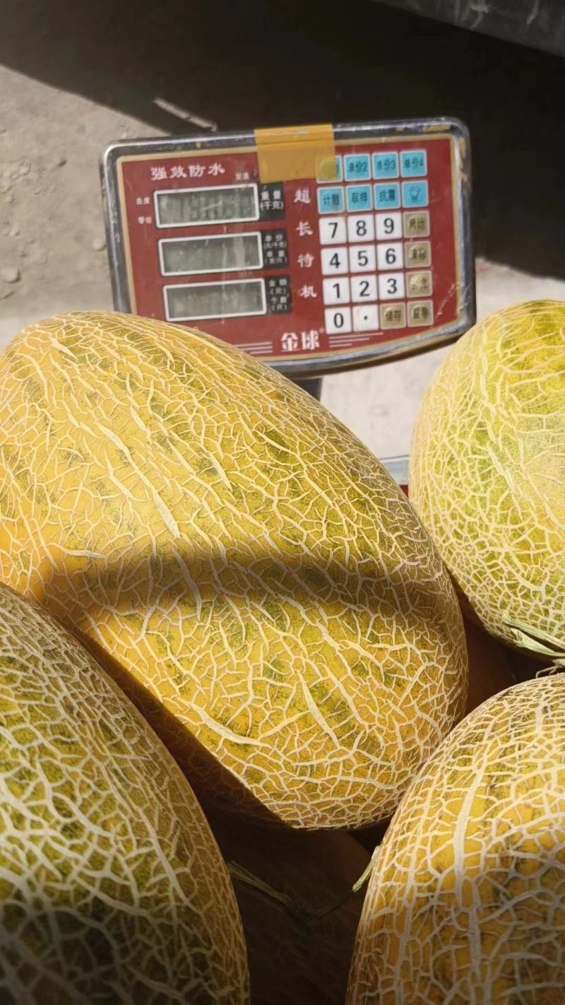 甘肃瓜州八六王哈密瓜大量现货供应，各大超市，市场，欢迎选