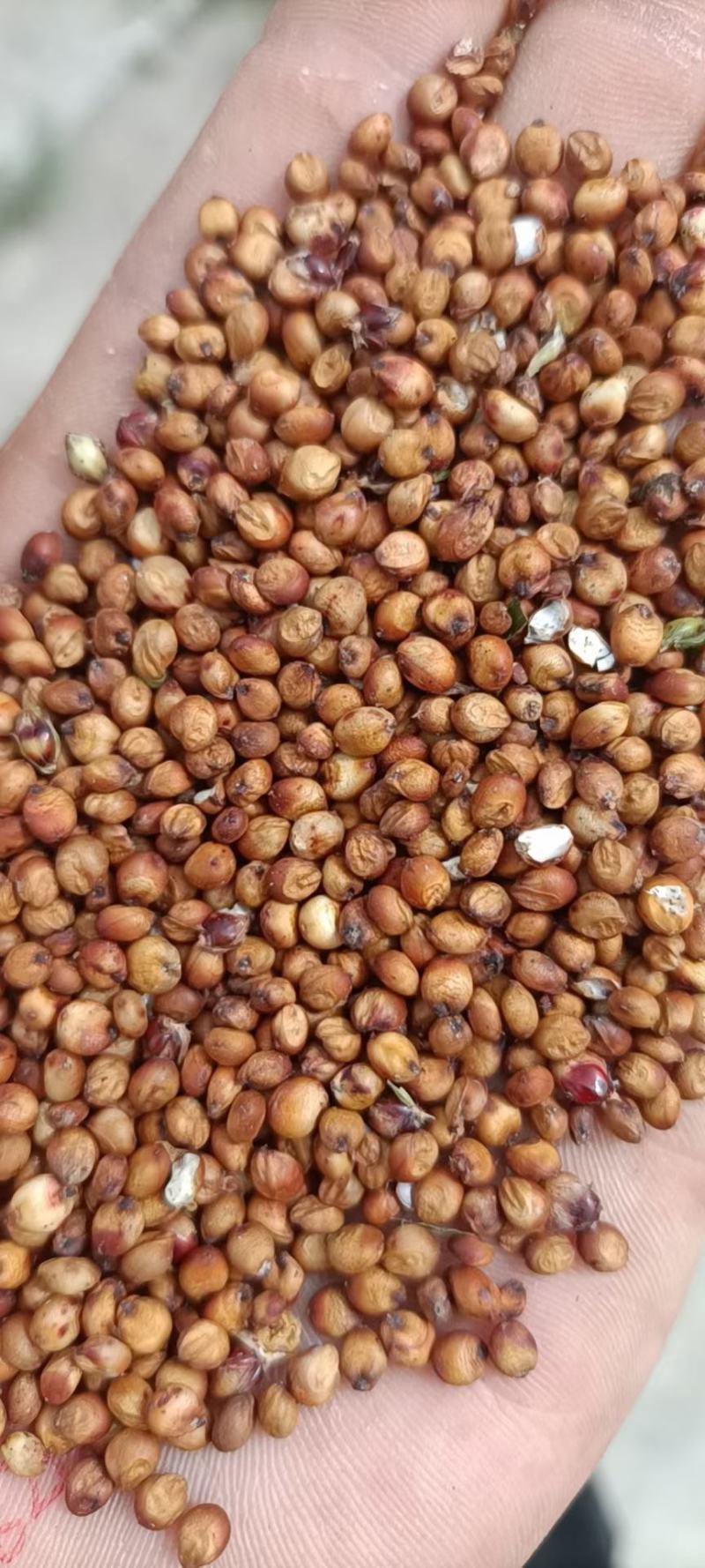 酿酒红糯高粱出酒率高全糯高粱现货直发