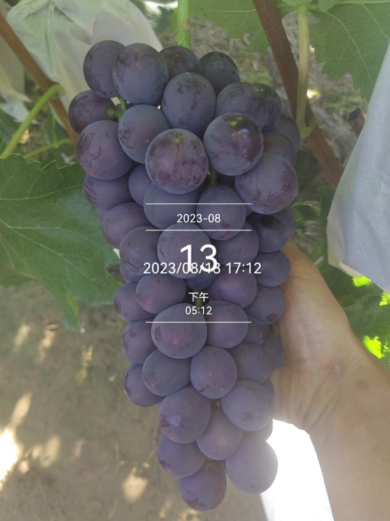 [热卖]甘肃天水巨峰葡萄葡萄专业代办产地直发