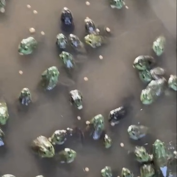 我们家牛蛙肉质鲜美.营养丰富.是一种高蛋白低脂肪.健康