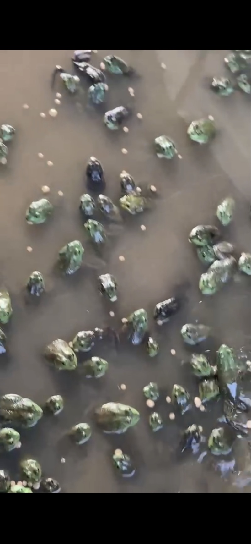 我们家牛蛙肉质鲜美.营养丰富.是一种高蛋白低脂肪.健康