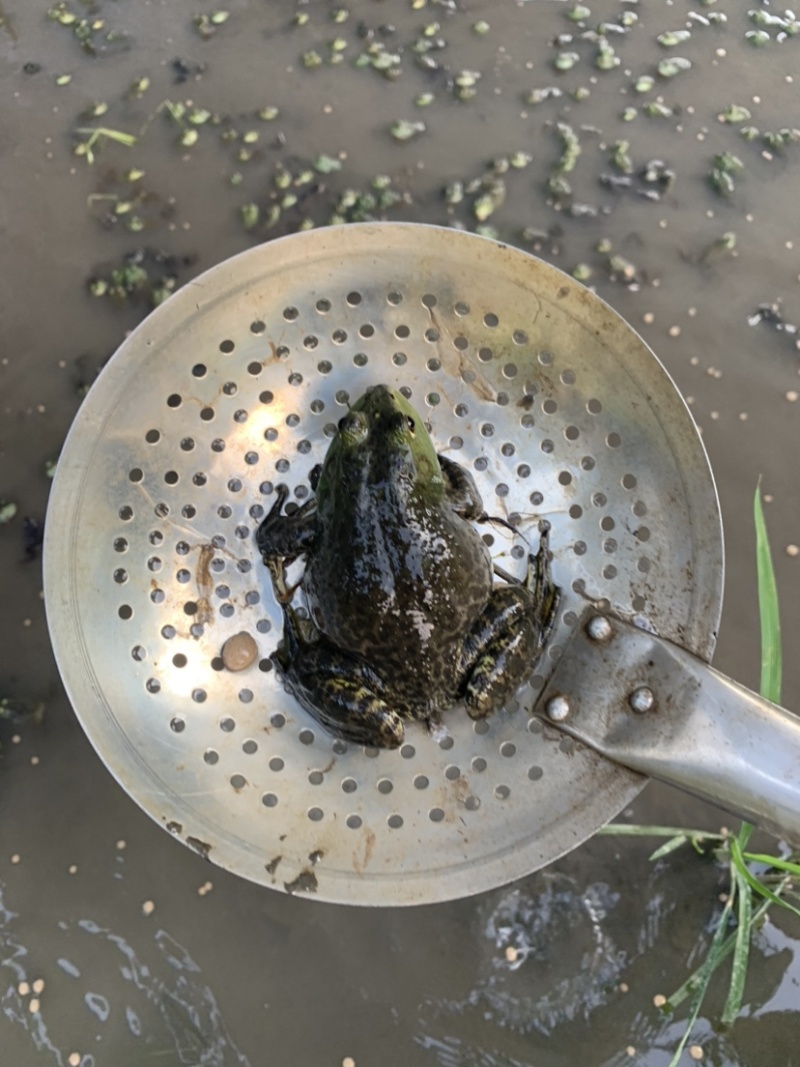 我们家牛蛙肉质鲜美.营养丰富.是一种高蛋白低脂肪.健康