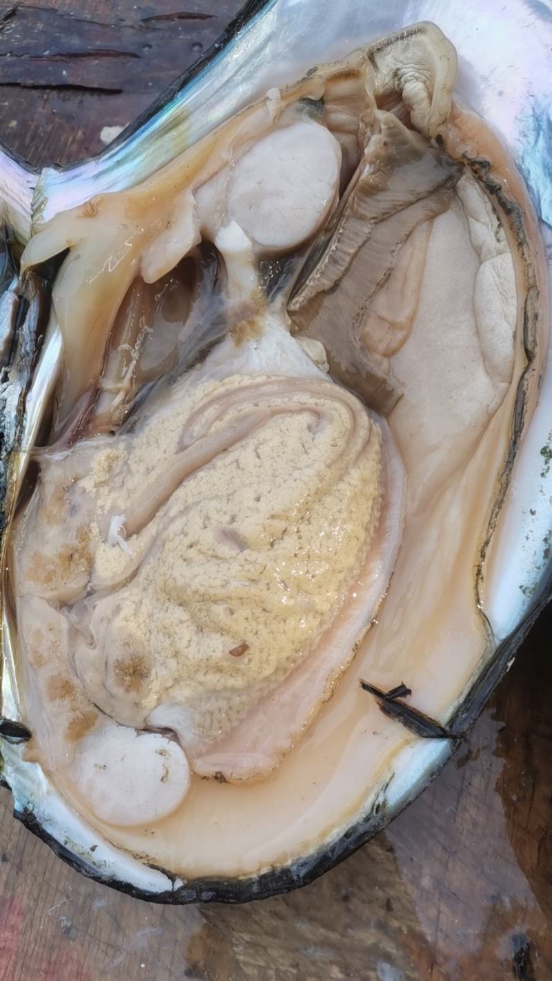 湖北河蚌肉，新鲜河蚌肉