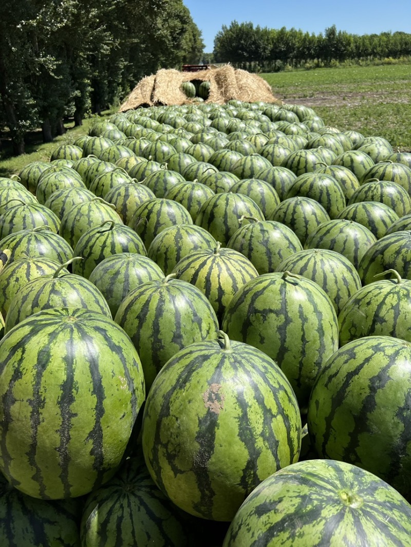 产地直发东北大地雷精品庆红999