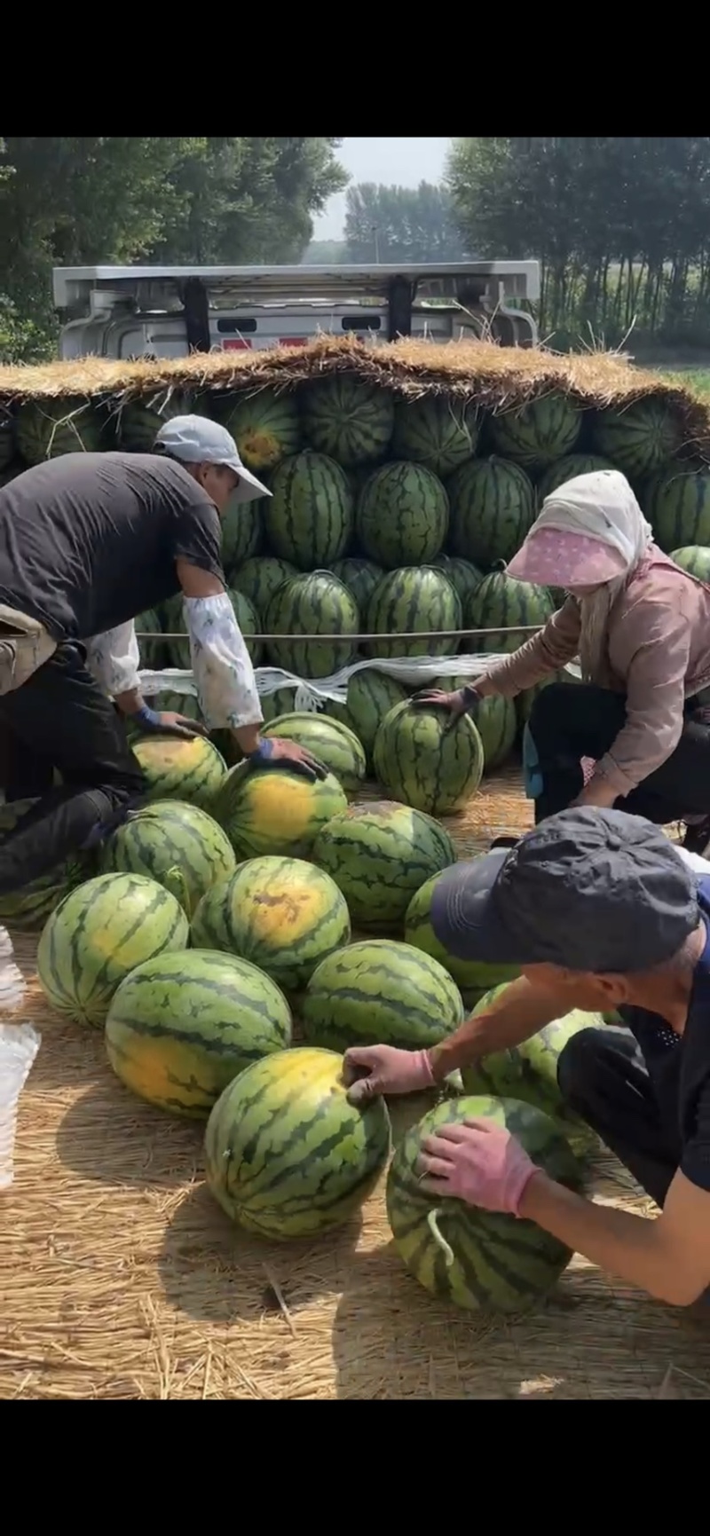 产地直发东北大地雷精品庆红999