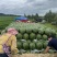 产地直发东北大地雷精品庆红999