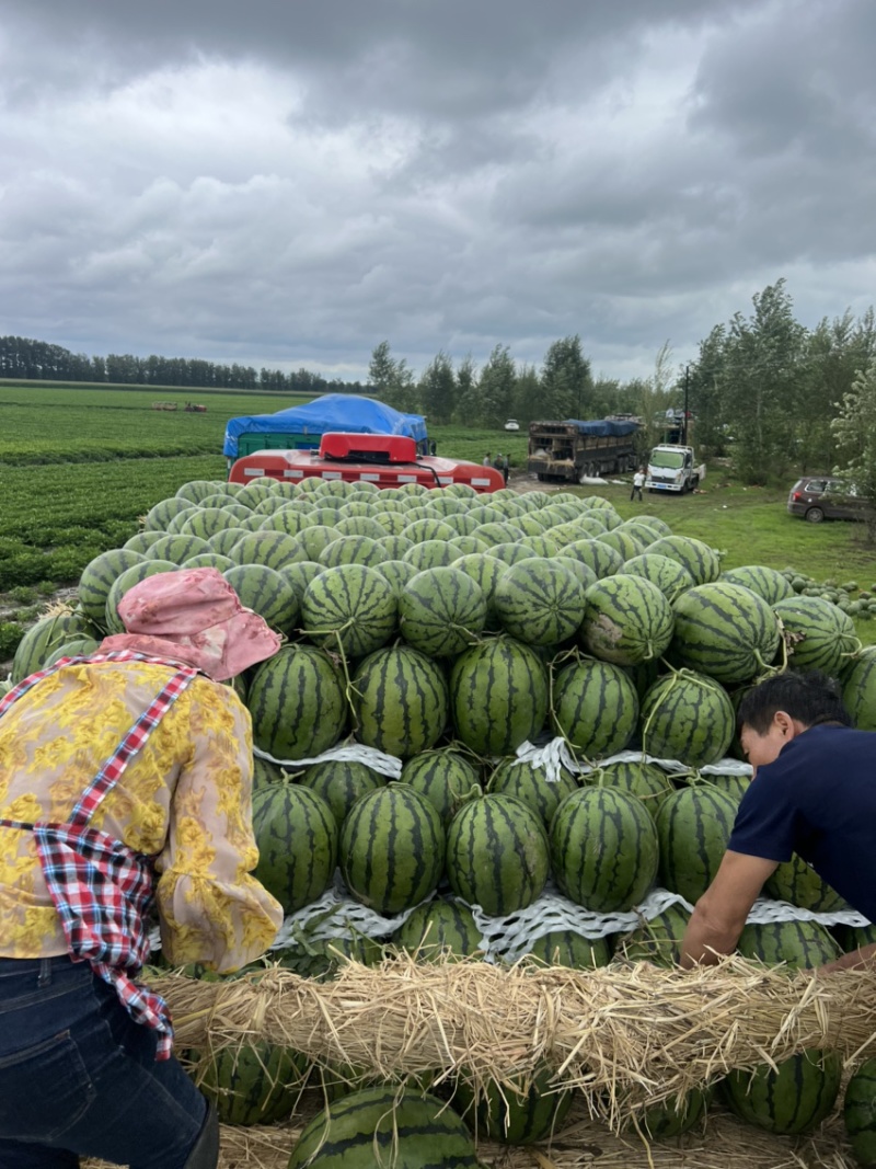 产地直发东北大地雷精品庆红999